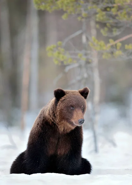 Медведь Сидит Снегу Зимний Лес Вид Спереди Бурый Медведь Зимнем — стоковое фото