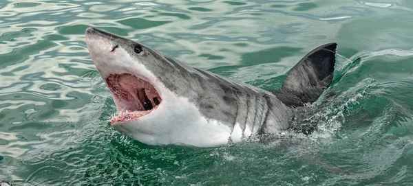 Ağzı Açık Büyük Beyaz Köpekbalığı Okyanus Sularında Büyük Beyaz Köpekbalığı — Stok fotoğraf