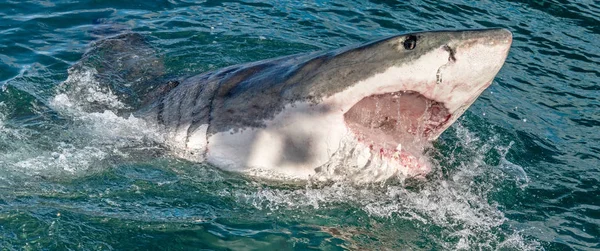 Gran Tiburón Blanco Con Boca Abierta Atacando Gran Tiburón Blanco —  Fotos de Stock