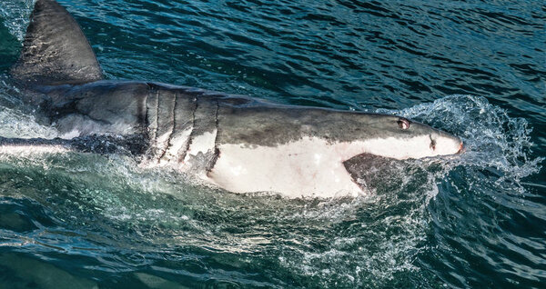 Большая белая акула с открытым ртом. Нападение на Великую белую акулу в океане. Большая белая акула, научное название: Carcharodon carcharias. Южная Африка
.