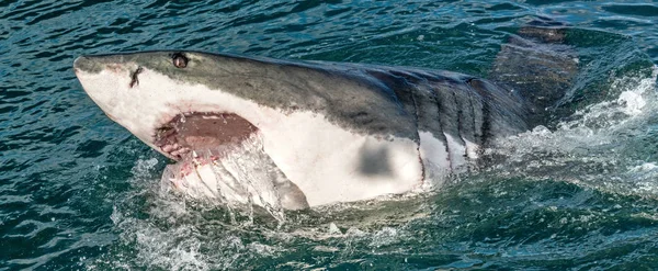 Great White Shark Open Mouth Attacking Great White Shark Water — Stock Photo, Image