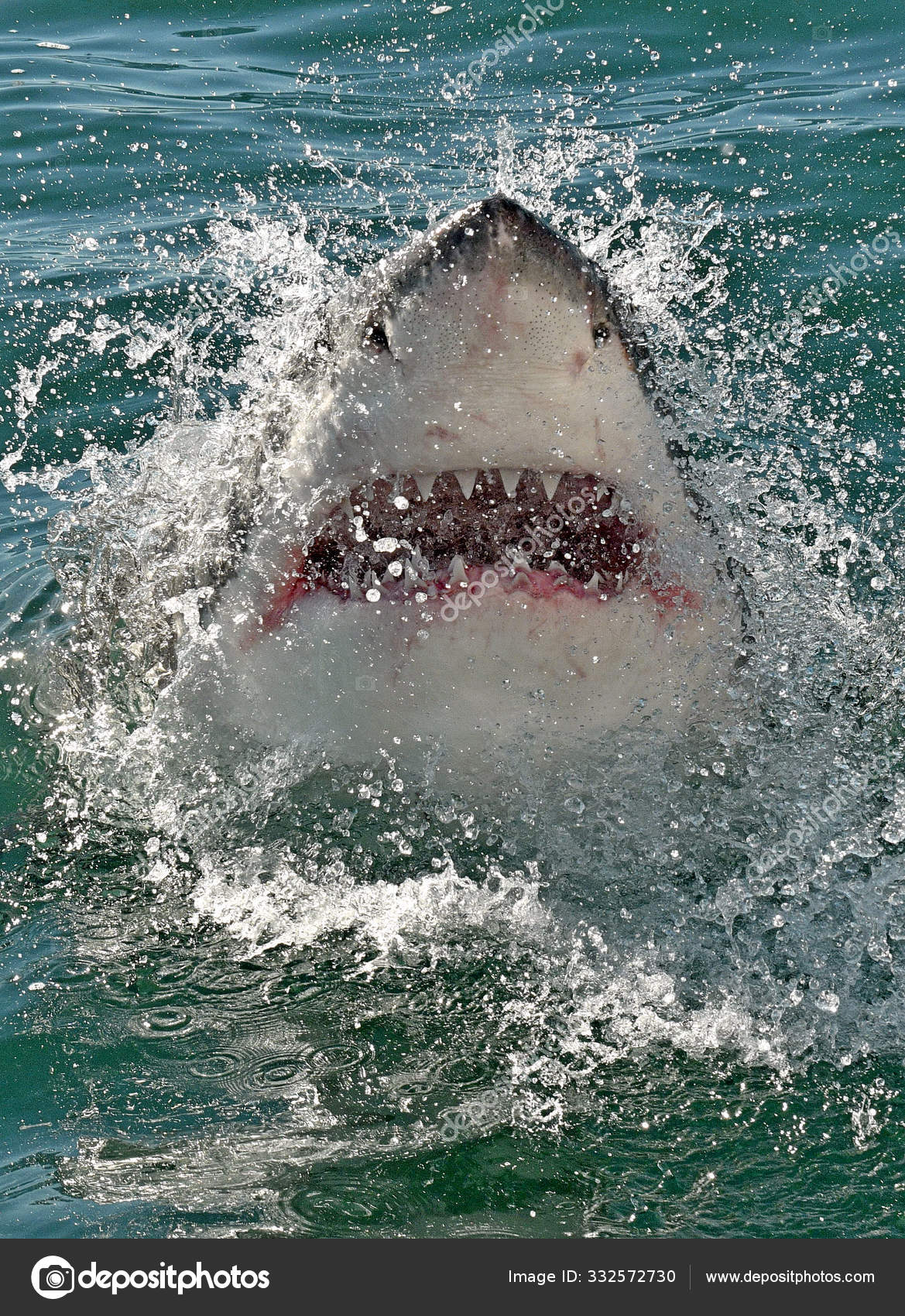 ホホジロザメ（Carcharodon carcharias）の歯 58.0mm 水面に開いた口