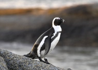 Günbatımında kayanın üzerindeki Afrika pengueni. Sceintific name: Spheniscus demersus, ayrıca eşek pengueni ve siyah ayaklı penguen olarak da bilinir. Güney Afrika. Doğal yaşam alanı.