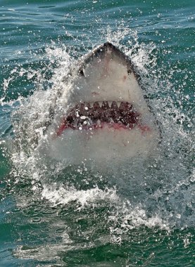 Yüzeyde ağzı açık, sudan çıkmış büyük beyaz köpekbalığı. Bilimsel adı Carcharodon carcharias. Güney Afrika