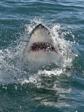 Yüzeyde ağzı açık, sudan çıkmış büyük beyaz köpekbalığı. Bilimsel adı Carcharodon carcharias. Güney Afrika