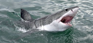 Yüzeyde ağzı açık, sudan çıkmış büyük beyaz köpekbalığı. Bilimsel adı Carcharodon carcharias. Güney Afrika