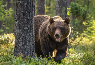 Çam ormanında yetişkin erkek boz ayı. Bilimsel adı Ursus Arctos. Doğal yaşam alanı.