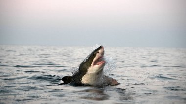 Yüzeyde ağzı açık, sudan çıkmış büyük beyaz köpekbalığı. Bilimsel adı Carcharodon carcharias. Güney Afrika