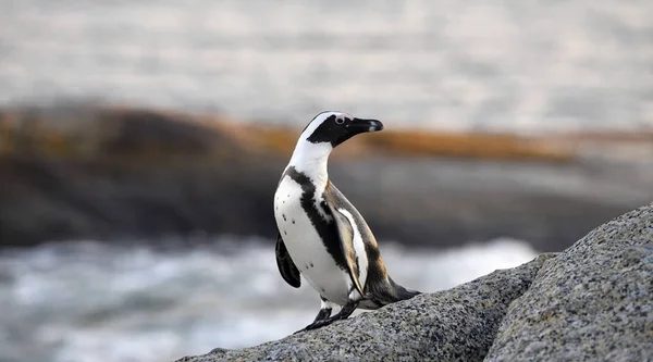 Afrikai Pingvin Sziklán Naplemente Alkonyán Sceintific Név Spheniscus Demersus Más — Stock Fotó