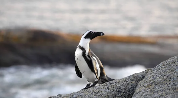 African Penguin Boulder Sunset Twilight Sceintific Name Spheniscus Demersus Also — Stock Photo, Image