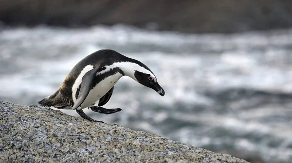 夕暮れ時の岩の上のアフリカペンギン Sceintific Name Spheniscus Demersus Also Known Jackass Penguin Black — ストック写真