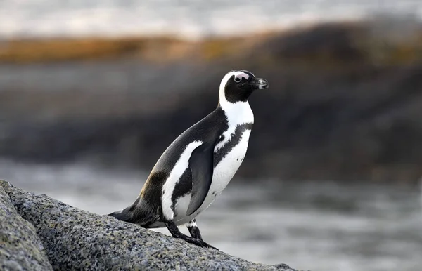 Afrikai Pingvin Sziklán Naplemente Alkonyán Sceintific Név Spheniscus Demersus Más — Stock Fotó