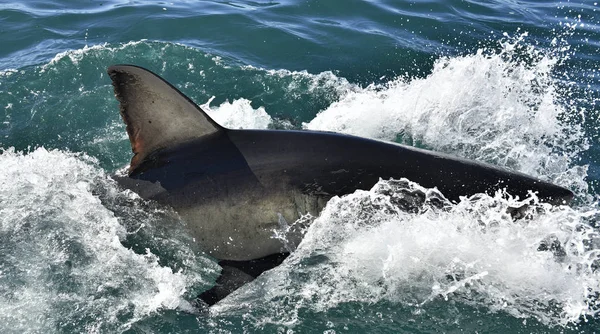 Great White Shark Superficie Del Agua Nombre Científico Carcharodon Carcharias — Foto de Stock