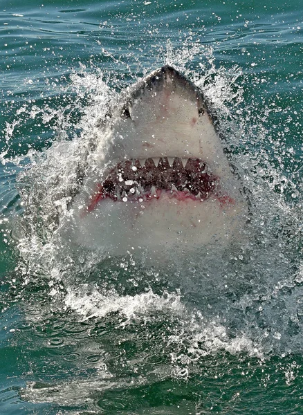 Nagy Fehér Cápa Nyitott Szájjal Felszínen Vízből Tudományos Név Carcharodon — Stock Fotó