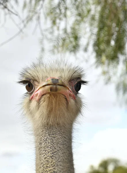 Common Ostrich Bird Head Top View Close Light Background Scientific — 스톡 사진