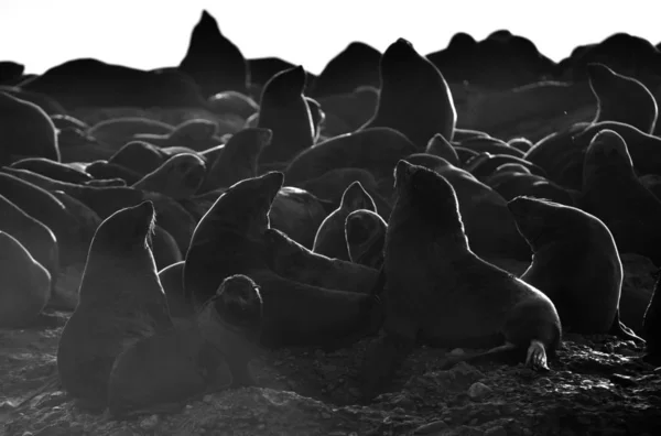 Podsvícený Obraz Tuleňů Při Východu Slunce Kolonie Tuleňů Cape Fur — Stock fotografie