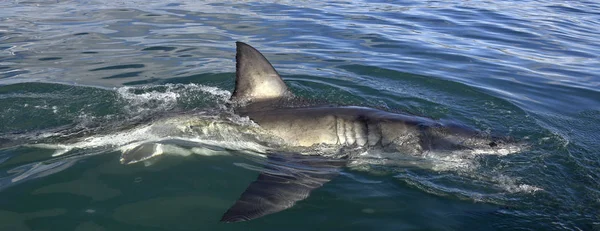 Shark Back Dorsal Fin Water Fin Great White Shark Carcharodon — Stock Photo, Image