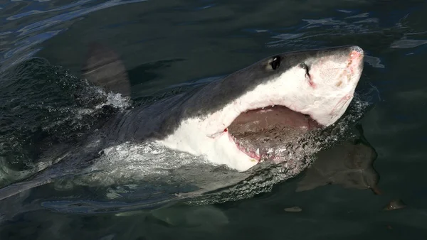 Great white shark with open mouth on the surface out of the water. Scientific name: Carcharodon carcharias.  South Africa