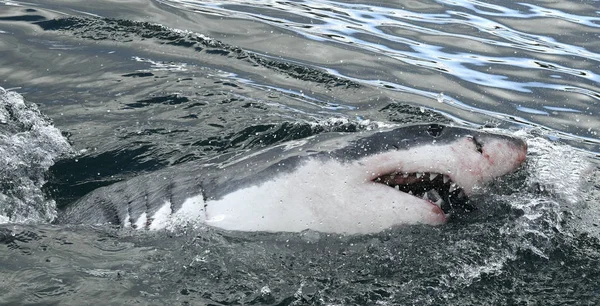 Großer Weißer Hai Mit Offenem Maul Der Oberfläche Aus Dem — Stockfoto