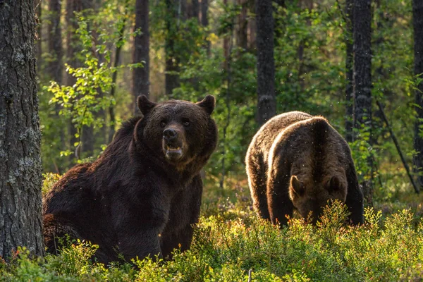 Vuxna Brunbjörnar Tallskogen Vetenskapligt Namn Ursus Arctos Naturlig Livsmiljö Höstsäsong — Stockfoto