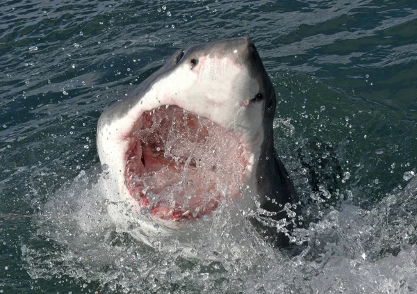 Great White Shark Open Mouth Surface Out Water Scientific Name — Stock Photo, Image