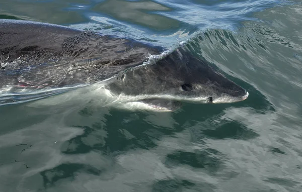 Grande Tubarão Branco Superfície Água Nome Científico Carcharodon Carcharias África — Fotografia de Stock