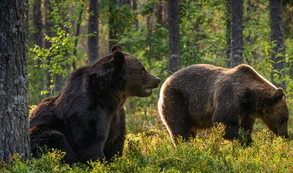 Ursos Castanhos Adultos Floresta Pinheiros Nome Científico Ursus Arctos Habitat — Fotografia de Stock