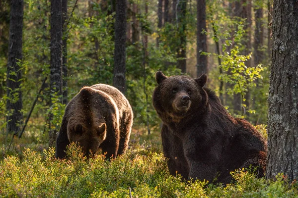 成年棕熊在松林里 Ursus Arctos 自然栖息地 秋季季节 — 图库照片