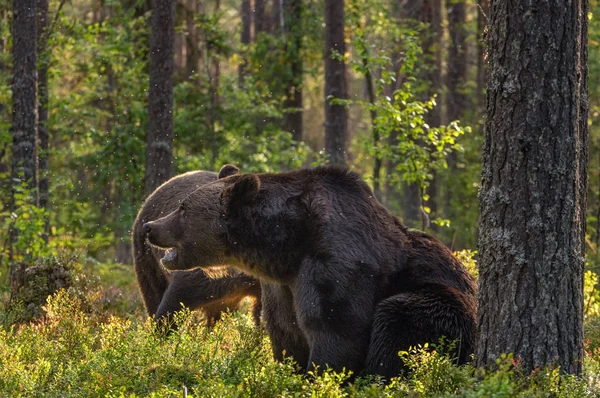 Felnőtt Barna Medvék Fenyőerdőben Tudományos Név Ursus Arctos Természetes Élőhely — Stock Fotó