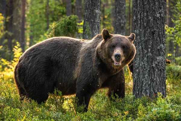 Homem Adulto Urso Marrom Floresta Pinheiros Nome Científico Ursus Arctos — Fotografia de Stock