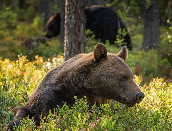 Hombre Adulto Oso Pardo Bosque Pinos Nombre Científico Ursus Arctos — Foto de Stock