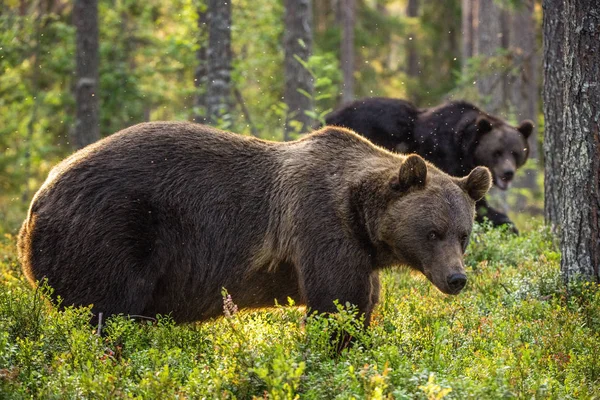 Volwassen Bruine Beren Het Dennenbos Wetenschappelijke Naam Ursus Arctos Natuurlijke — Stockfoto