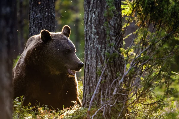 Homem Adulto Urso Marrom Floresta Pinheiros Nome Científico Ursus Arctos — Fotografia de Stock