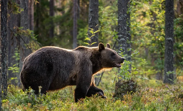 Oso Pardo Caminante Bosque Pinos Nombre Científico Ursus Arctos Hábito —  Fotos de Stock