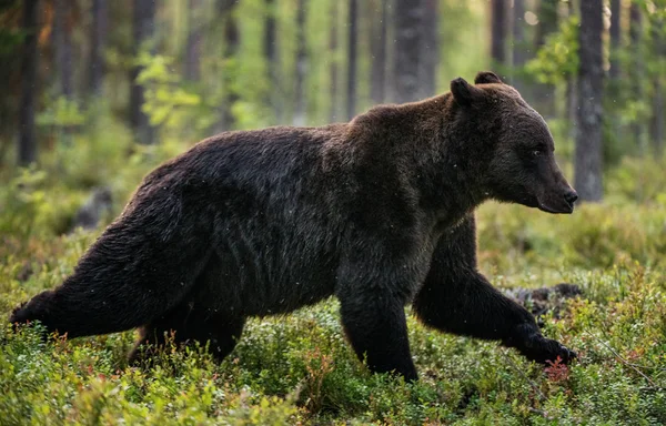 Running Brown Bear Pine Forest Scientific Name Ursus Arctos Natural — 스톡 사진