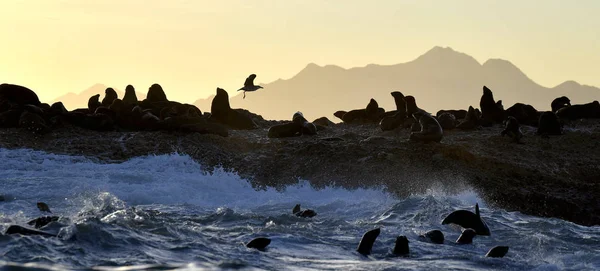 Taustavalaistu Kuva Sineteistä Auringonnousun Aikana Hylkeiden Yhdyskunta Cape Fur Seals — kuvapankkivalokuva