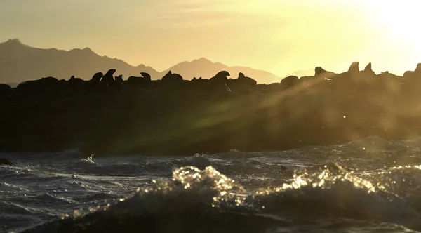 日出时封印的背光图像 海岛岩石上的海豹群 海豹角 头角海象 日出的天空 自然栖息地 Mossel — 图库照片