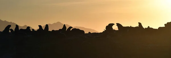 Hátul Megvilágított Kép Fókák Napkeltekor Fókák Kolóniája Cape Fur Seals — Stock Fotó