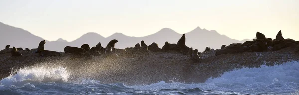 Imagen Retroiluminada Las Focas Durante Amanecer Colonia Focas Cape Fur —  Fotos de Stock