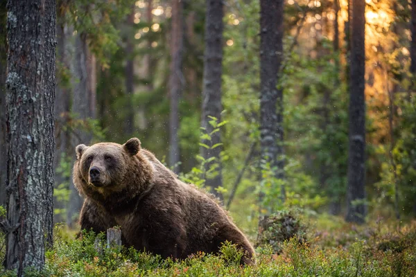 大棕熊背光 背景是落日的森林 夏季森林里的成年棕熊 Ursus Arctos 自然生境 — 图库照片