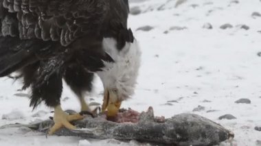 Kartal donmuş nehirde karın üzerinde oturur ve somon balığı yer. Kel kartal (Haliaeetus leucocephalus). Alaska