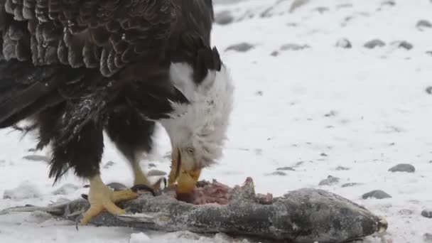 Der Adler Sitzt Auf Schnee Auf Dem Zugefrorenen Fluss Und — Stockvideo