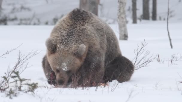 冬の森の雪の中で野生の大人の茶色のクマ 大人の大きな茶色のクマ Ursus Arctos 自然生息地冬の季節 — ストック動画