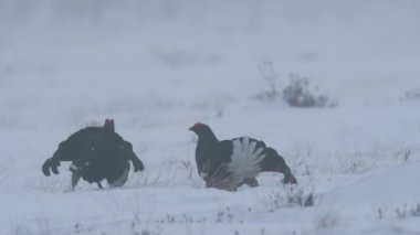 Siyah Grouses karda lekeleniyor. Erkekler. Bilimsel adı Tetrao Tetrix. Doğal yaşam alanı. Baharın Başları.