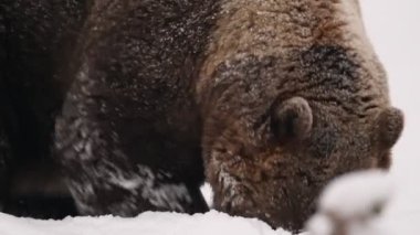 Ayı yer. Kapatın. Kış ormanında karda vahşi yetişkin bir boz ayı. Yetişkin Koca Kahverengi Ayı. Bilimsel adı Ursus Arctos. Doğal yaşam alanı. Kış mevsimi