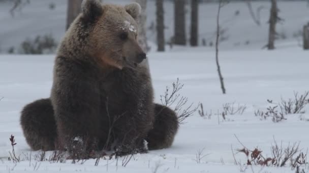 Vadon Élő Barna Medve Hóban Téli Erdőben Felnőtt Nagy Barna — Stock videók