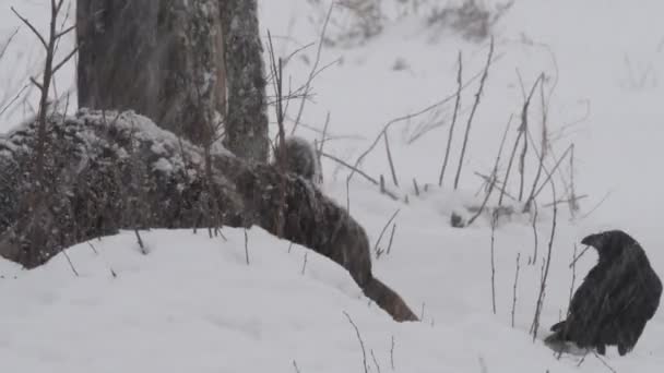 レイヴンとクマ冬の森の雪の中で茶色のクマと一般的なレイヴン — ストック動画
