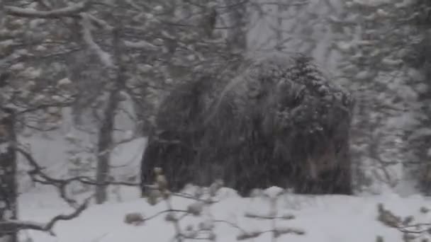 Een Wandelende Beer Wilde Volwassen Bruine Beer Sneeuw Het Winterbos — Stockvideo