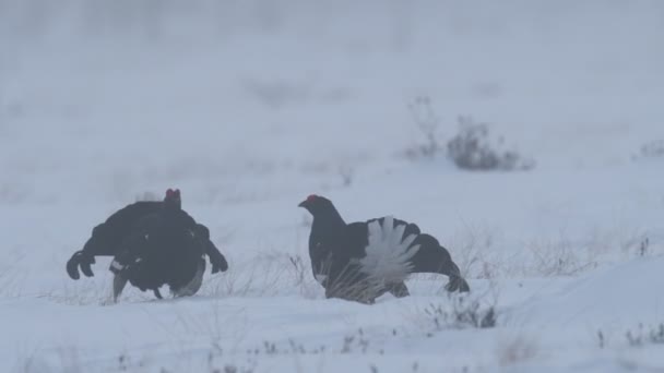 Black Grouses Saltando Sobre Nieve Hombres Nombre Científico Tetrao Tetrix — Vídeos de Stock
