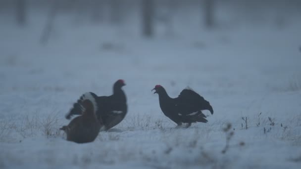 Black Grouses Saltando Sobre Nieve Hombres Nombre Científico Tetrao Tetrix — Vídeo de stock